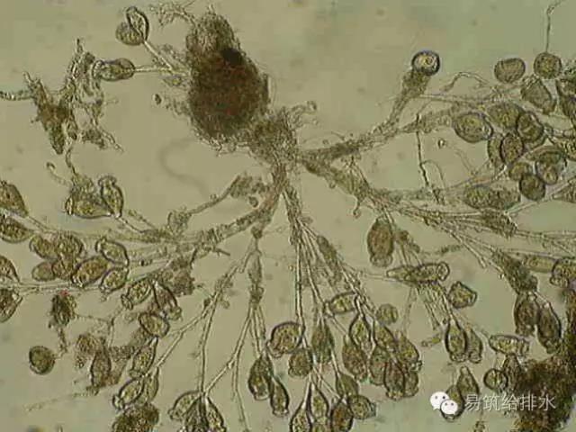 污水處理指示性微生物大全！